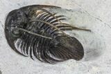 Spiny Kolihapeltis Trilobite - Rare Species #108779-2